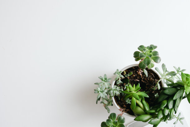 白色花盆里的多肉植物图片下载