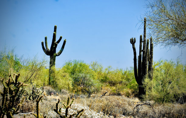 干旱炎热和干燥的气候与仙人掌图片下载