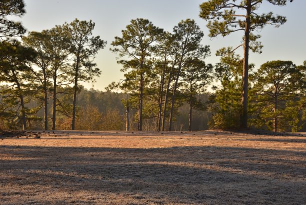 松树墙图片下载