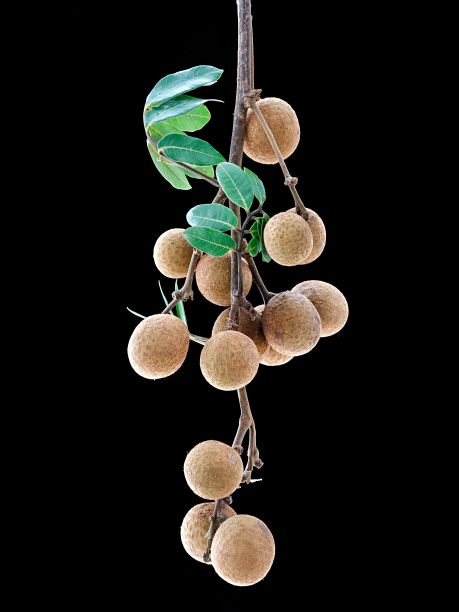 特写的树枝与叶子和桂圆果实挂在它孤立的黑色背景图片下载