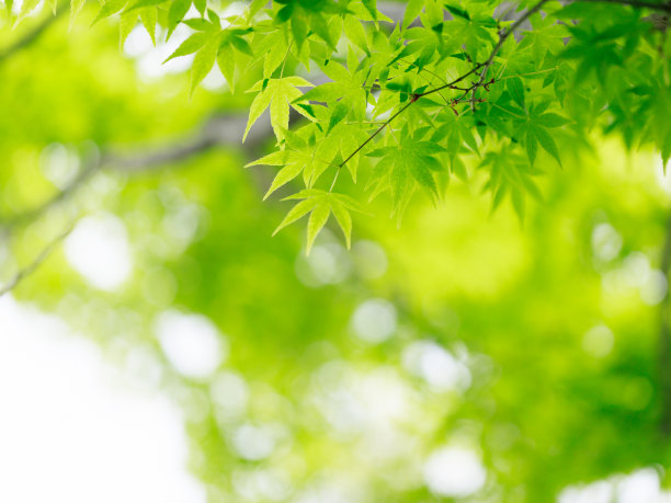 春天的树图片下载