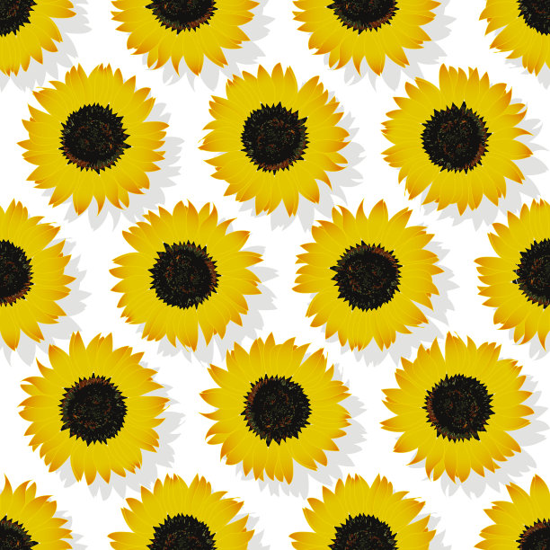 装饰图案向日葵与白色背景和阴影图片下载
