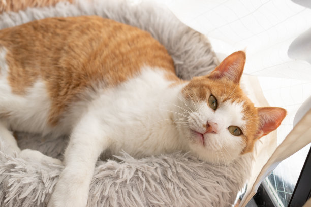 放松的猫图片下载