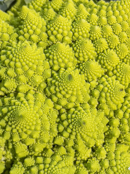 美丽的罗马花椰菜花样，极致特写图片下载