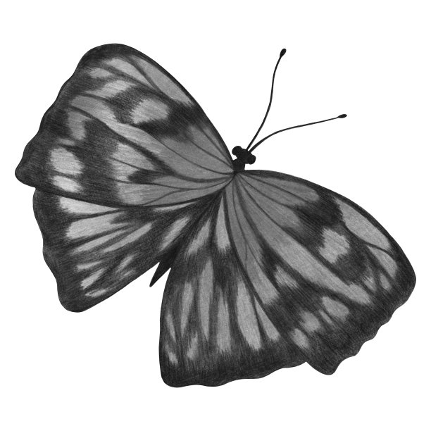 手绘蝴蝶孤立的白色背景。图片下载