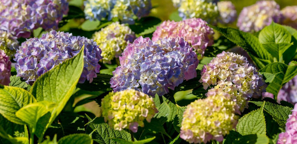 夏天的照片或背景与五彩缤纷的花朵。美丽的自然风景和开花的树。美丽健康的绣球花，绽放在蓝色、粉色和紫色的阴影中。图片下载