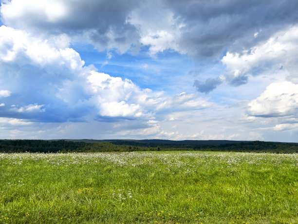 草地上的野花图片下载