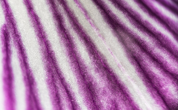 极宏观天然紫鸢尾花有机图案图片下载