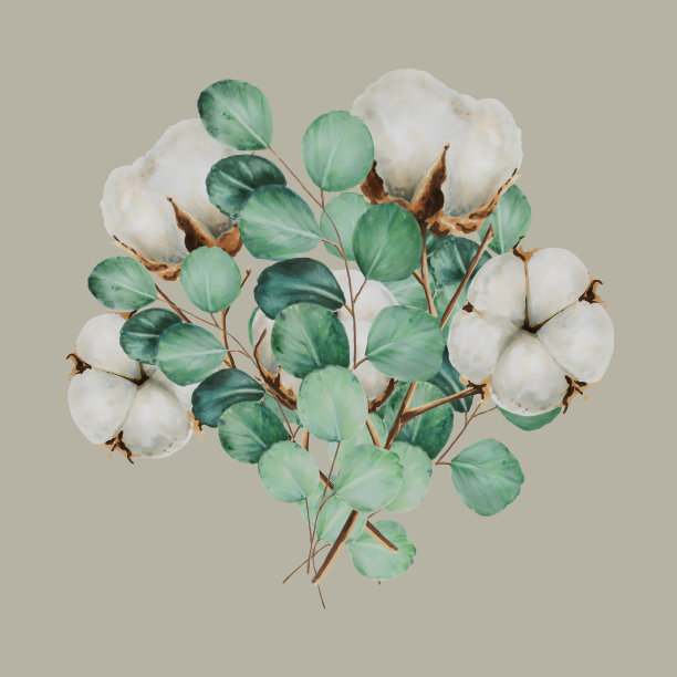 花束与棉花花和桉树树枝水彩图片下载