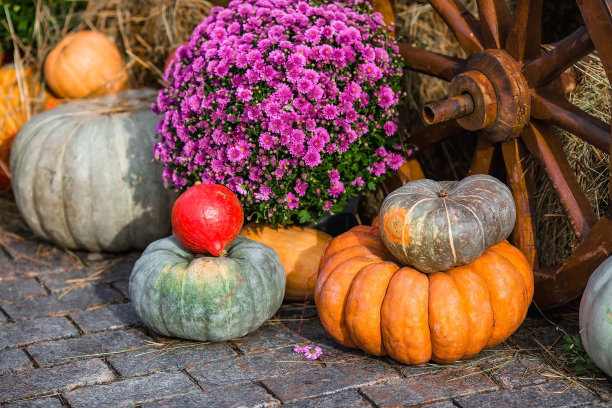 莫斯科金秋节的装饰南瓜，靠近克里姆林宫的红色广场。万圣节装饰用各种南瓜，秋季蔬菜和鲜花。收获和花园装饰。图片下载