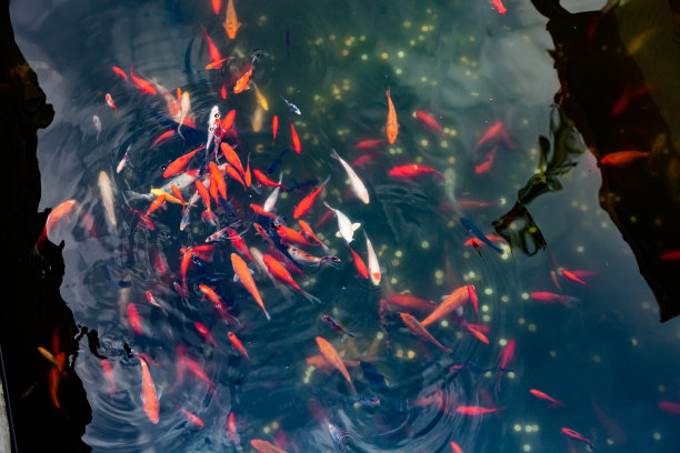 池塘里有金色的鲤鱼和锦鲤。图片下载