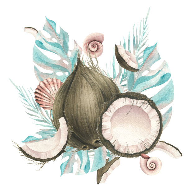 完整的椰子和热带棕榈叶和贝壳片。水彩插图。白色背景上的构图来自椰子系列。用于装饰和设计。图片下载