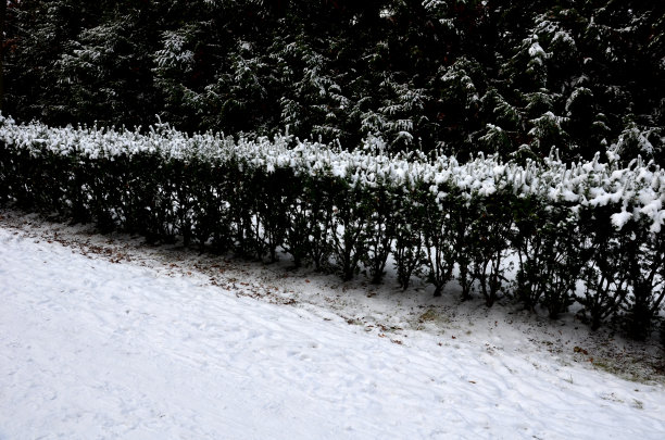 穿过城堡的通道沿着两侧的自然公园人行道蜿蜒，由角梁拱起。冬季的法式历史花园，雾蒙蒙的冬日，巴洛克式的法式正式花园图片下载