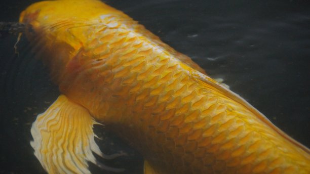 金锦鲤图片下载