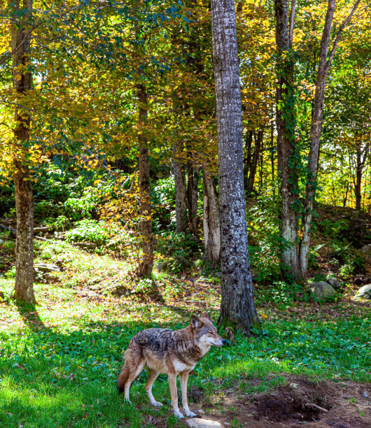 华丽的灰太狼图片下载