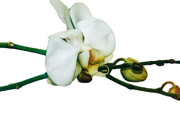 月亮兰或蝴蝶兰图片下载