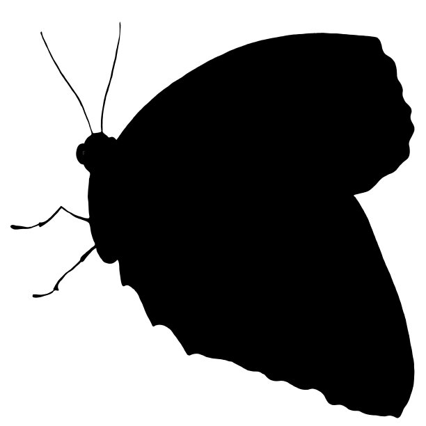 手绘蝴蝶剪影孤立在白色背景。图片下载