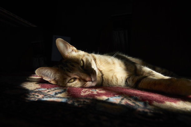 棕色小花猫图片下载