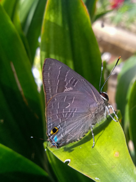 蝴蝶特写照片图片下载
