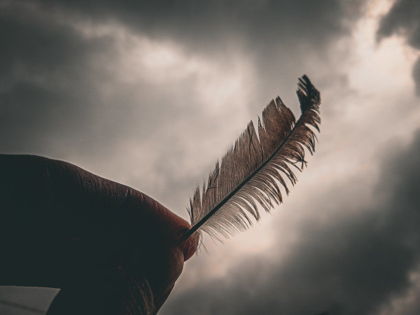 深色背景与鸟羽毛举行图片下载