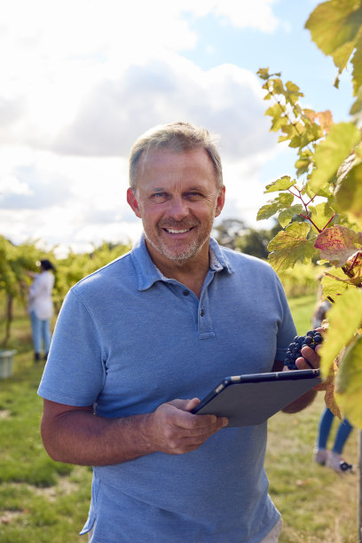 成熟的男性工人的肖像与数字平板收获葡萄在葡萄园为葡萄酒生产图片下载