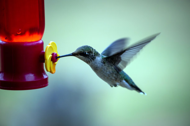 蜂鸟的喜悦图片下载