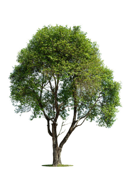 白色背景上的绿色孤立树图片下载