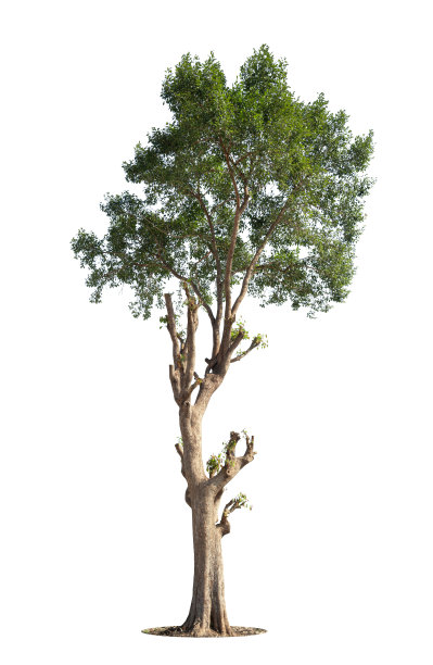 白色背景上的绿色孤立树图片下载