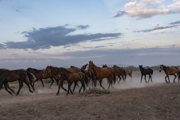 在荒野中飞奔的野马图片下载