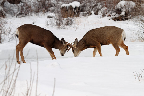 黑尾鹿图片下载