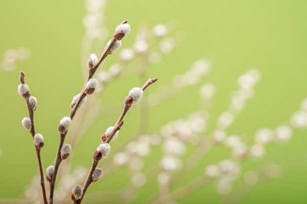 柳枝上的柳絮图片下载
