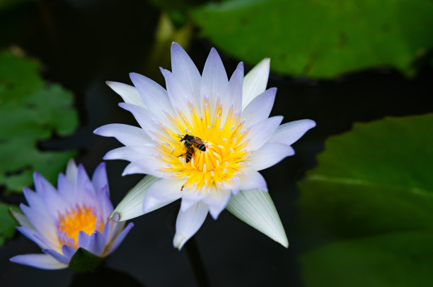 清晨盛开的荷花与采蜜的蜜蜂图片下载