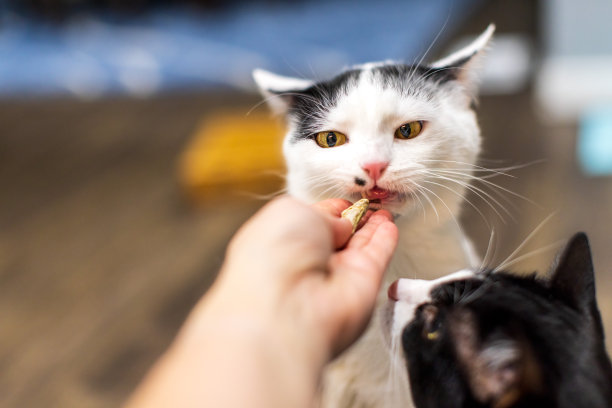 白猫从他的人手中吃了一顿健康的大餐图片下载