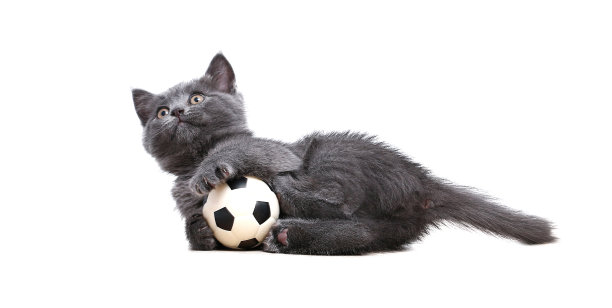 一只灰色的小猫咪在玩白色背景下孤立的足球玩具。猫玩具。这只猫是足球运动员。玩足球。图片下载