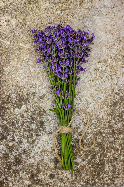 灰色背景上有一束薰衣草图片下载