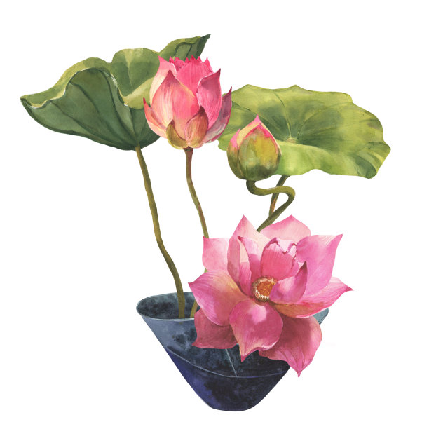 水彩画插图，盛开的荷花与叶子在一个罐子，室内植物，装饰在室内孤立的白色背景。图片下载