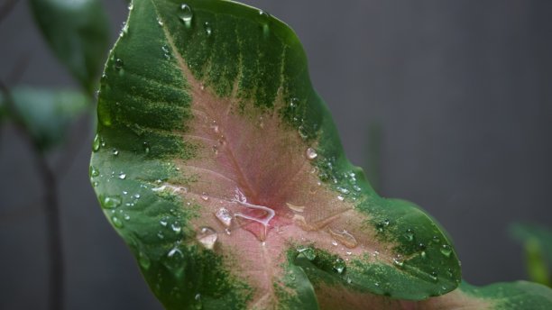雨滴从树叶上落下。图片下载