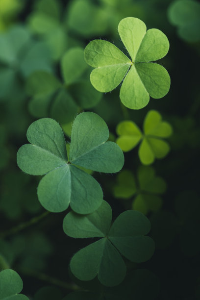 三叶草为绿色背景与三叶草。圣帕特里克节的背景，节日的象征图片下载