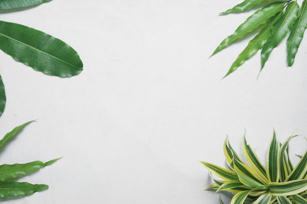 白色背景上美丽的绿叶。图片下载