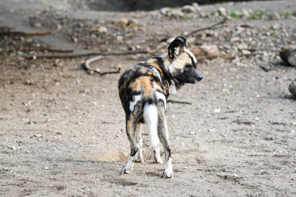 野狗在石头地上图片下载