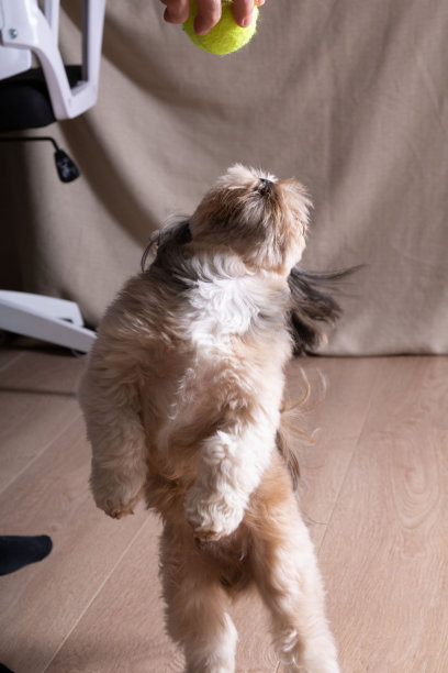 西施玩球的照片图片下载