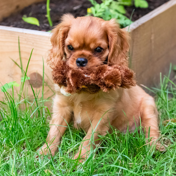 一只狗骑士查尔斯国王，一只红宝石小狗图片下载
