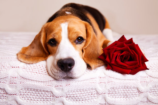 可爱的小猎犬躺在床上，还有一朵红玫瑰。一张有宠物的情人节明信片图片下载