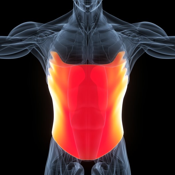 人体肌肉系统躯干肌肉解剖图片下载