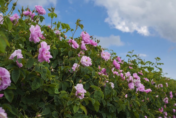 土耳其伊斯帕塔，甘尼肯特山谷的玫瑰园图片下载