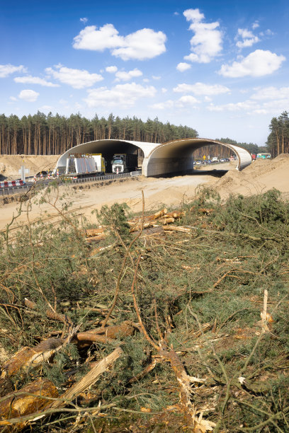 波兰S6高速公路上动物通道的建设图片下载