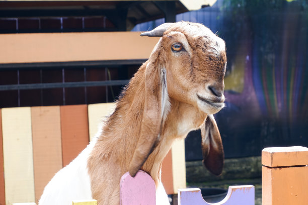 埃塔瓦山羊站在羊圈里。图片下载