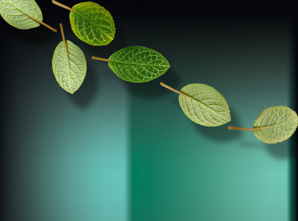 叶子在透明的绿色背景上图片下载