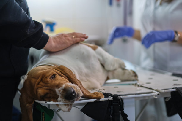 这只悲伤的巴吉特猎犬正在兽医那里接受检查。在动物医院的巴吉特猎犬兽医正在为狗狗做手术准备。图片下载