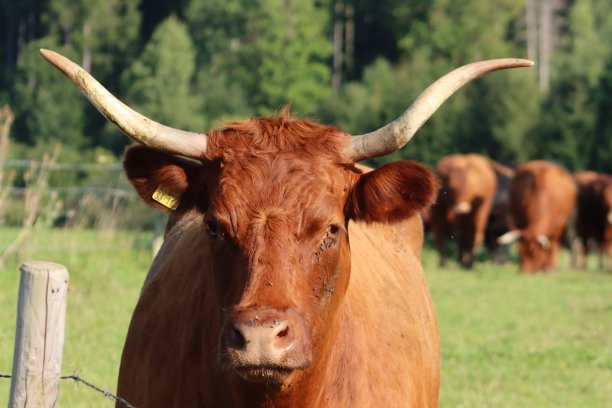 绿色田野上的奶牛图片下载
